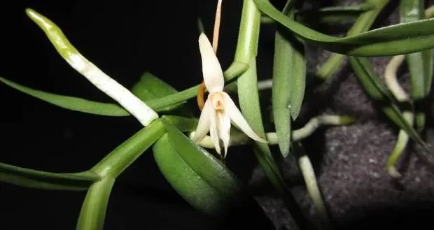 1x Angraecum erectum Orchidee Topf Zimmer Pflanze L412