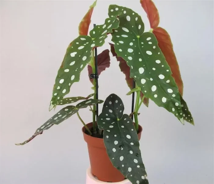1x Begonia maculata Grünpflanze Begleitpflanze OW14