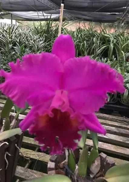 1x Blc. Horace x Chia Lin Orchidee Zimmer – Pflanze L126