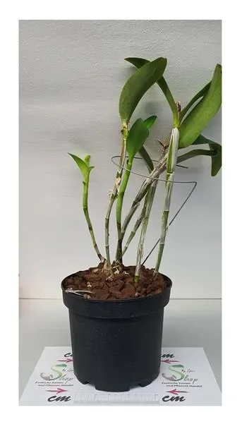 1x Cattleya guatemalensis Multiflower Zimmer Pflanze – Orchidee OW33