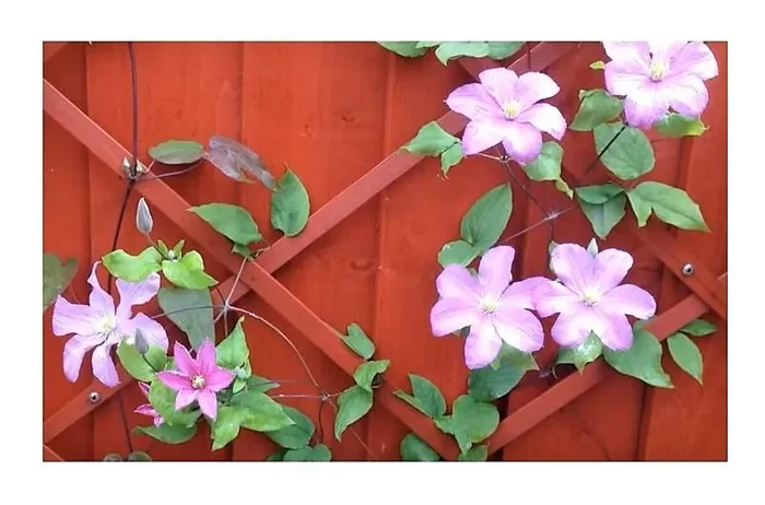 1x Clematis Comtesse de Bouchaud Waldrebe Garten Kletter – Pflanze K-P492