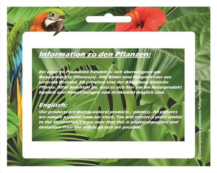 1x Clematis Gladys Picard Waldrebe Topf Garten – Pflanze K-P243