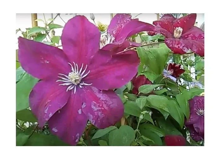 1x Clematis Rouge Cardinal Garten Kletter – Pflanze K-P354