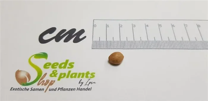 1x Commiphora campestris grünlich Caudex Garten Pflanzen – Samen B1996