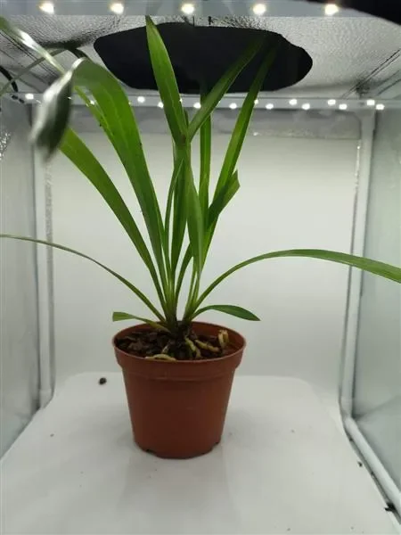 1x Cymbidium erythraeum x devonianum Zimmer Pflanze Orchidee L361