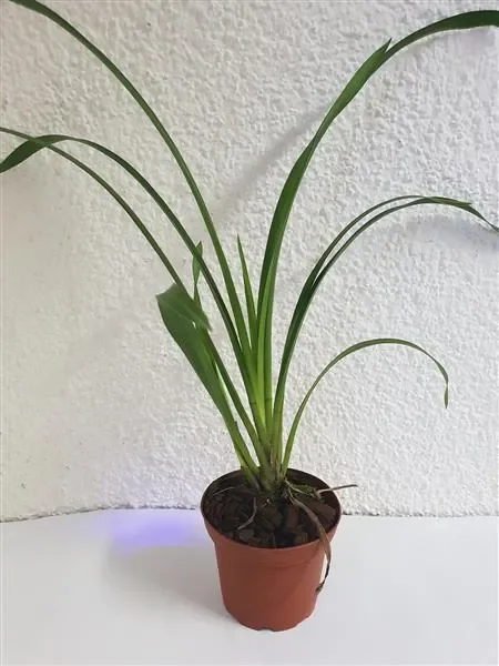 1x Cymbidium Kiwi Midnight „Geyserland“ FCC/AOS Pflanze L363