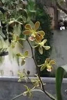 1x Encyclia patens x gallopavina Orchidee Topf Zimmer Pflanze L303