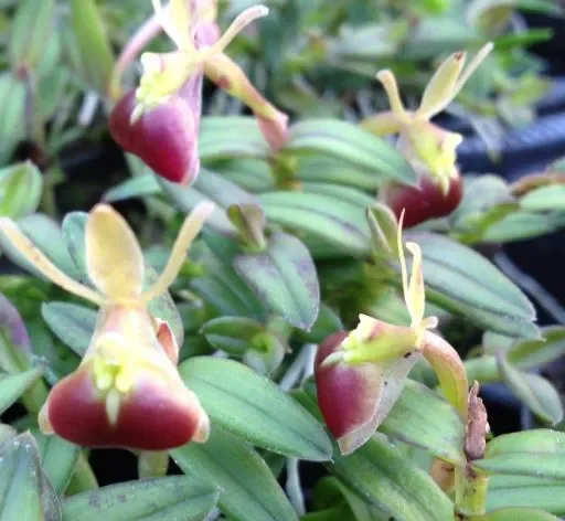 1x Epidendrum porpax Miniatur Duft Orchidee Pflanze OW80