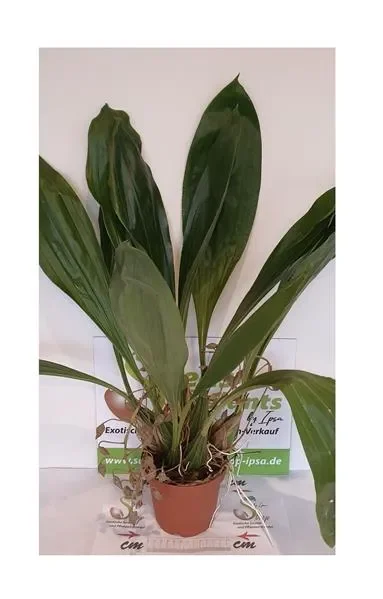 1x Gongora truncata epiphytisch Orchidee Zimmer – Pflanze OW87