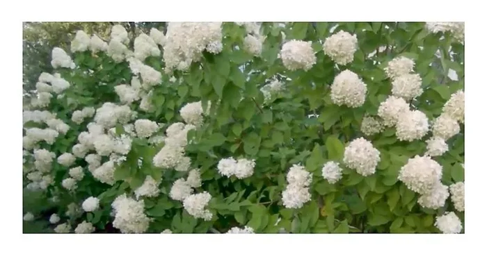 1x Hortensie Limelight Staude Topf Garten – Pflanze K-P339
