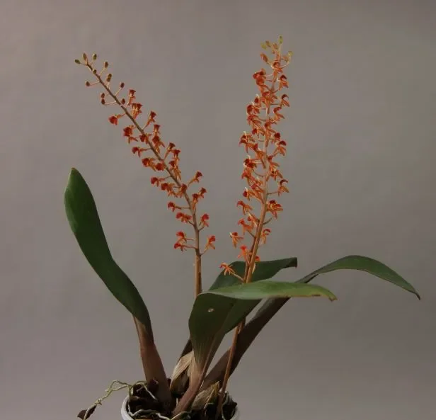 1x Liparis latifolia Multiflower Blüten orange Orchidee Pflanze OW102