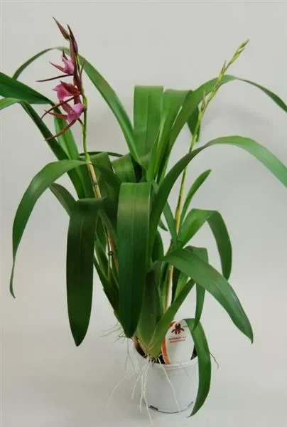 1x Miltassia Cairns New River Meristem Sorte Orchidee Pflanze OW127