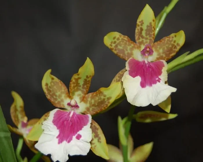 1x Miltonidium Dr. Peter Komp Duft Orchidee Pflanze OW138