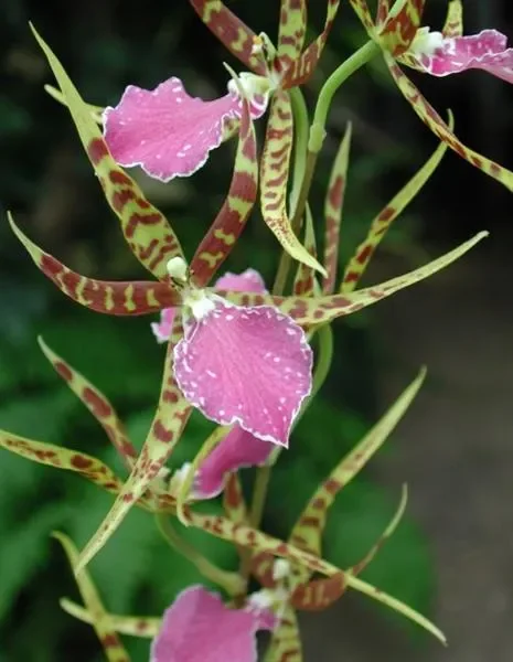 1x Odontobrassia Billabong Celle Jungpfl. Meristem Orchidee OW145