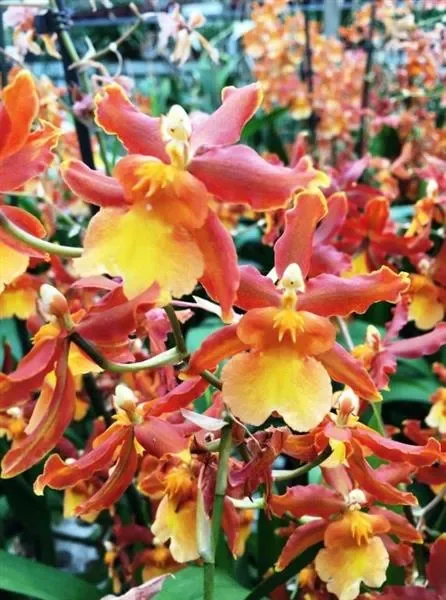 1x Odontocidium Catatante Orchidee Topf Zimmer Pflanze L387