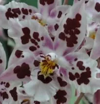 1x Odontoglossum Nippon Jungpflanze Meristem Sorte Orchidee OW147