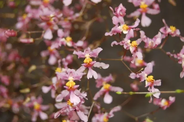 1x Oncidium ornithorhynchum Multiflower Sämling pink Orchidee OW152
