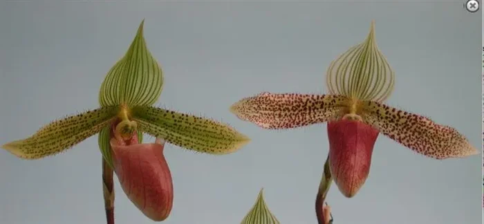 1x Paphiopedilum Dr. Hans Georg Preißel Schmuckblatt Orchidee OW177