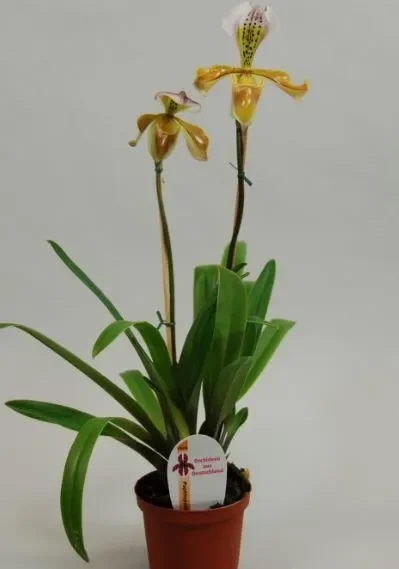 1x Paphiopedilum gratrixianum Sämling Orchidee Pflanze OW182