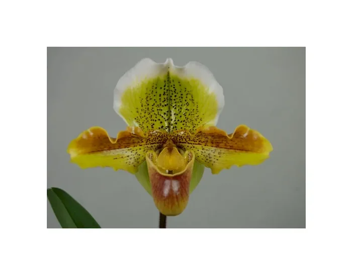 1x Paphiopedilum Harry Stage Sämling Orchidee Pflanze OW187