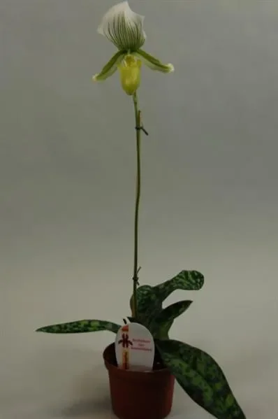 1x Paphiopedilum Maudiae AMCO Schmuckblatt Sämling Orchidee OW200
