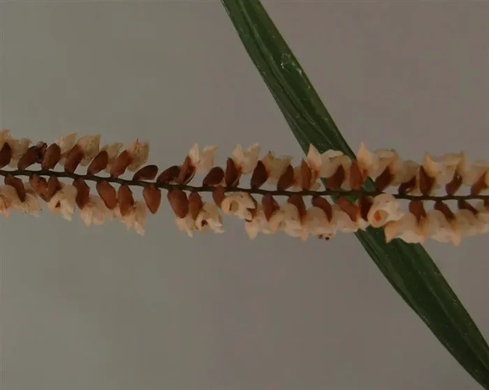 1x Pholidota imbricata Multiflower Orchidee Zimmer – Pflanze OW252