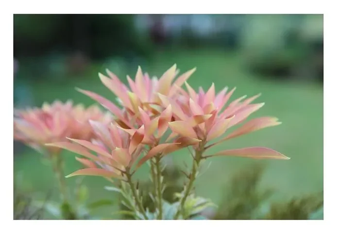 1x Pieris Japonica Forest Flame Japanische Lavendelheide Garten – Pflanze K-P136