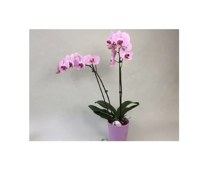 1x Präsentpflanze PG2 knospig angeblüht inkl. Übertopf Orchidee – Pflanze OW260
