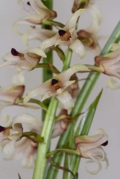 1x Xylobium squalens Multiflower weiß Duft Orchidee Pflanze OW278