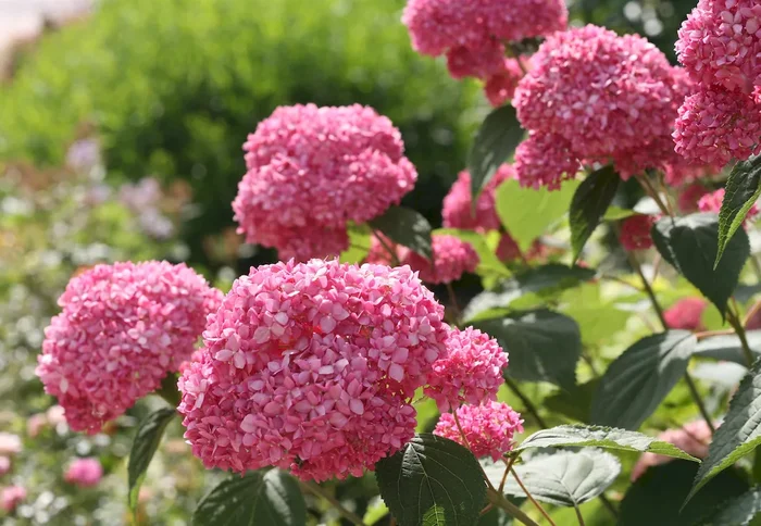 2 x Hydrangea arborescens ‚Pink Annabelle‘ ®- Ballhortensie rosa