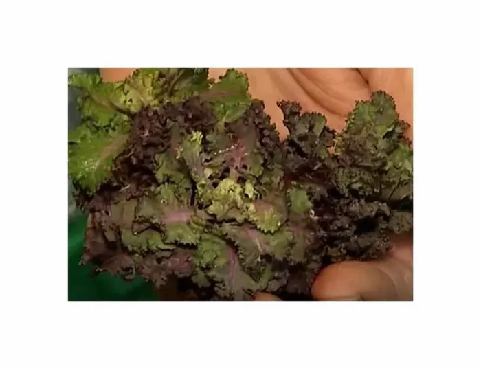 20 Korn Flower Sprout Kohl Autumn Star F1 Garten Pflanzen – Samen F-S165