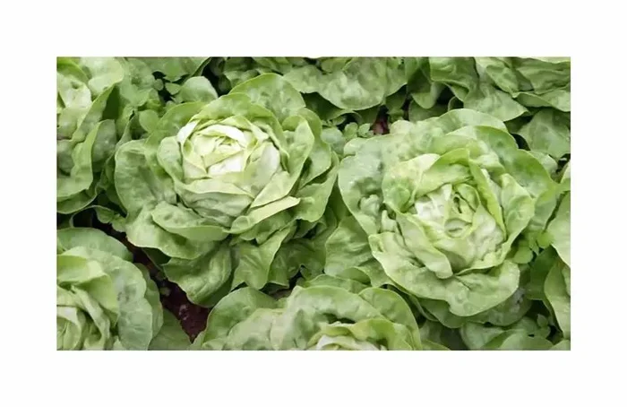 200 Korn Kopfsalat Deliane Garten Pflanzen – Samen F-S315