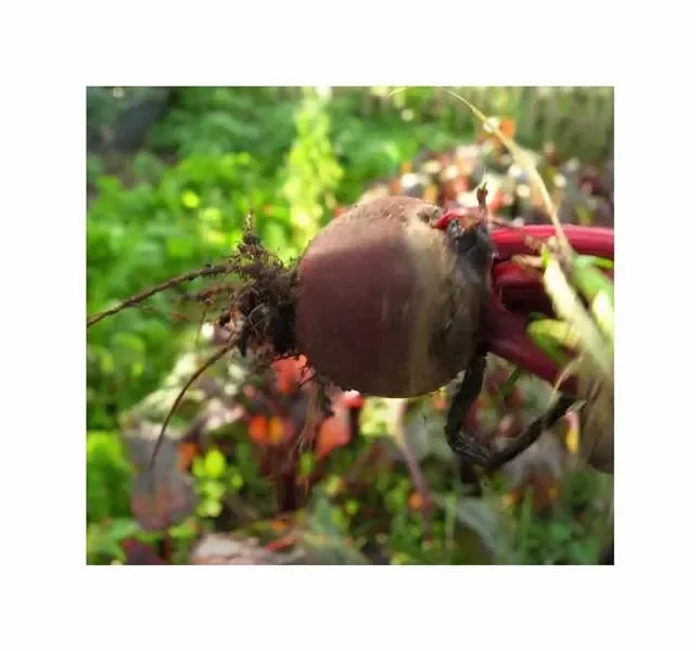 200 Korn Rote Bete Rote Kugel Garten Pflanzen – Samen F-S310