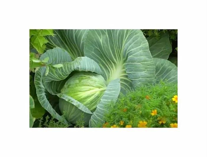 200 Korn Weißkohl Langendijker Dauer Garten Pflanzen – Samen F-S157