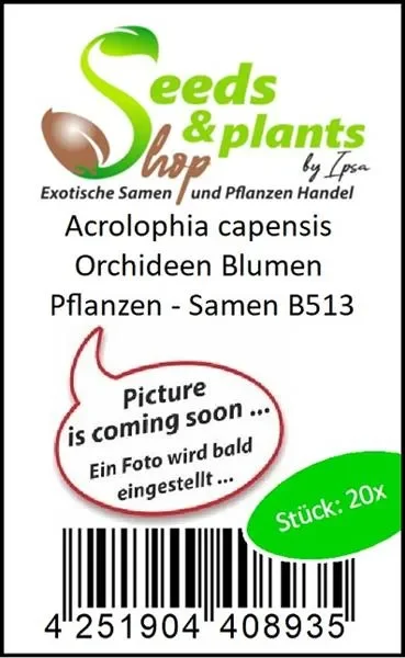 20x Acrolophia capensis Orchideen Blumen Pflanzen – Samen B513