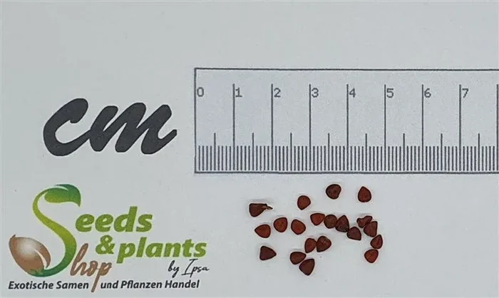 20x Bixa orellana Annattostrauch Strauch Garten Pflanzen – Samen ID18