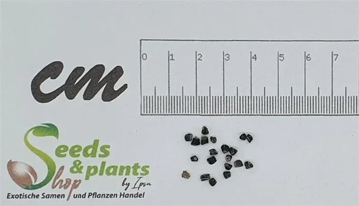 20x Hellenia speciosa Krepp Ingwer Garten Pflanzen – Samen B2010