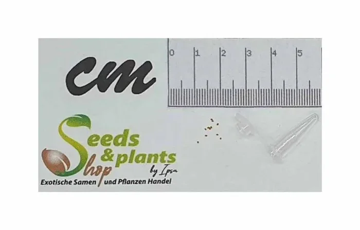 20x Miconia crocea Strauch Garten Pflanzen – Samen ID1449