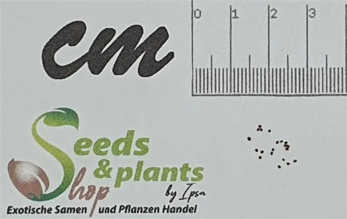 20x Nicotiana tabacum Tabak Rauchtabak Garten Pflanzen – Samen B1833