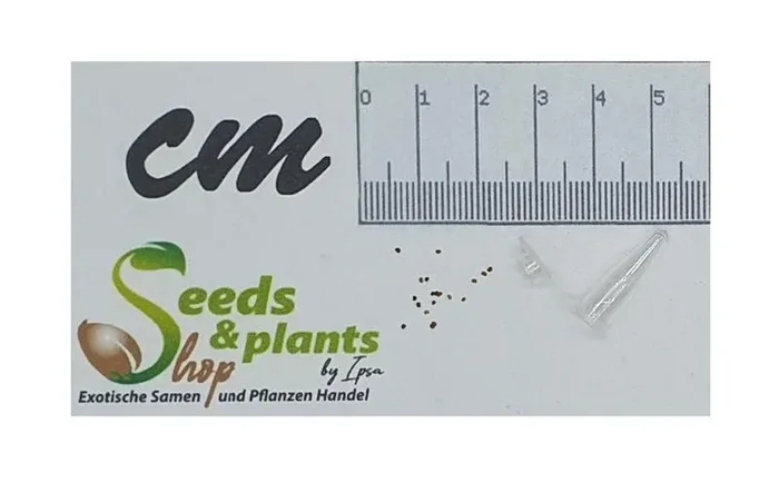 20x Papaver paeoniflorum White Cloud Mohn Pflanzen – Samen B33