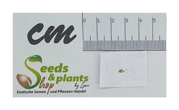 20x Satyrium carneum Orchidee Garten Pflanzen – Samen B244