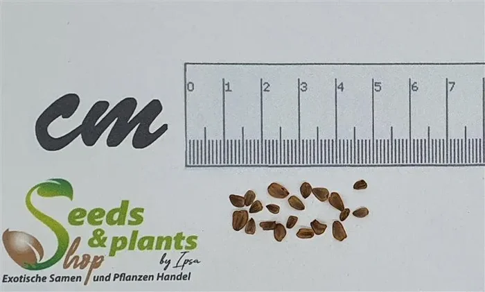20x Sequoia sempervirens Küstenmammutbaum Pflanzen – Samen B258