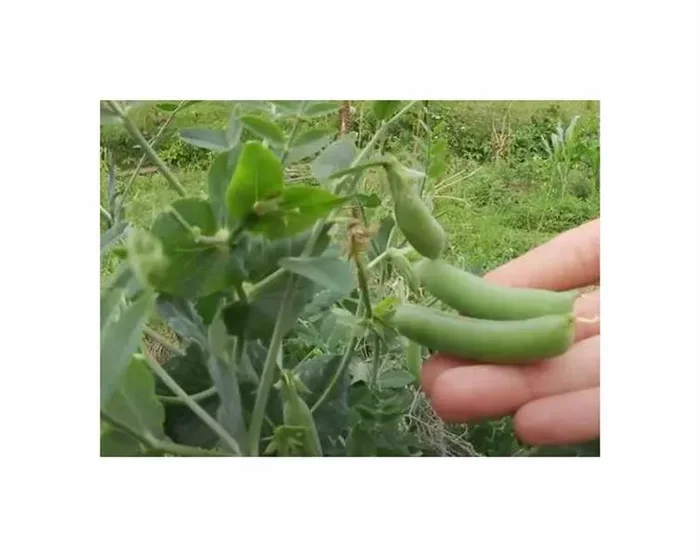 250 g Schalerbsen Kleine Rheinländerin Garten Pflanzen – Samen F-S99