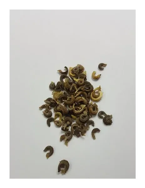 25x Ringelblume Indian Prince, doppelblumig Garten Pflanzen – Samen KS155