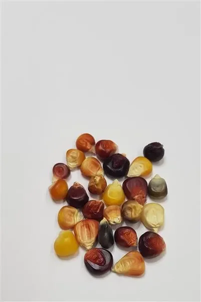 25x Ziermais große Früchte gemischt Zea mays japonica Garten Pflanzen Samen K511