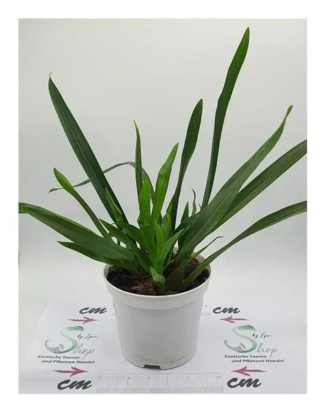 2x Beallara Tahoma Glacier Green Zimmer Pflanzen – Orchideen OWD10