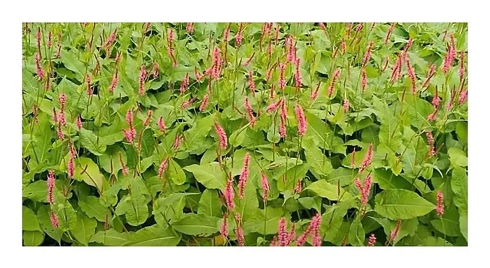 2x Knöterich Persicaria amplexicaulis Speciosa Stauden Garten – Pflanzen K-P446