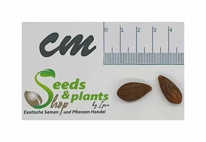 2x Neobalanocarpus heimii großer Baum oder als Bosai Pflanzen – Samen ID1716