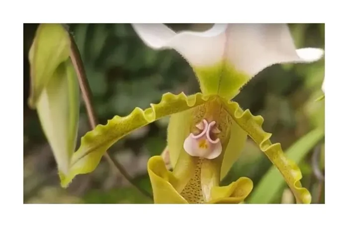 2x Paphiopedilum spicerianum (Jgpfl.) Orchideen Zimmer – Pflanzen OWD280