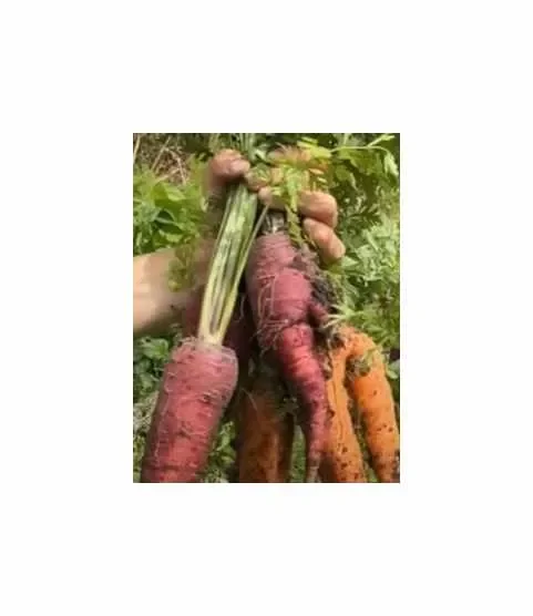3 g Möhren Rote Riesen Garten Pflanzen – Samen F-S219